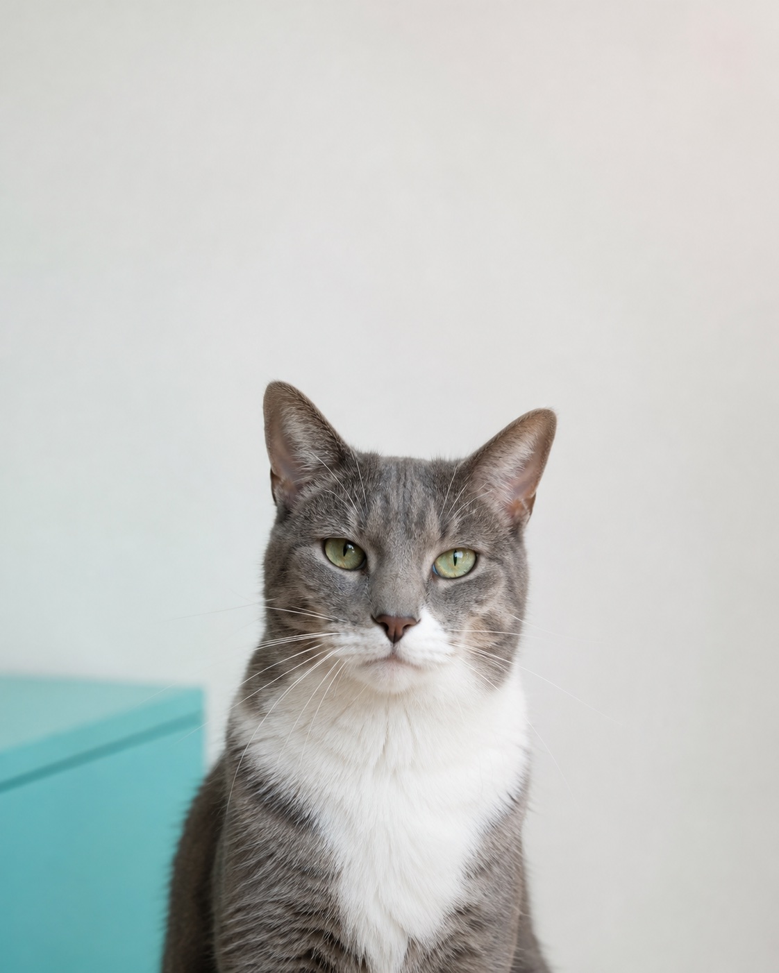 Temporary portrait placeholder showing a grey-and-white cat.